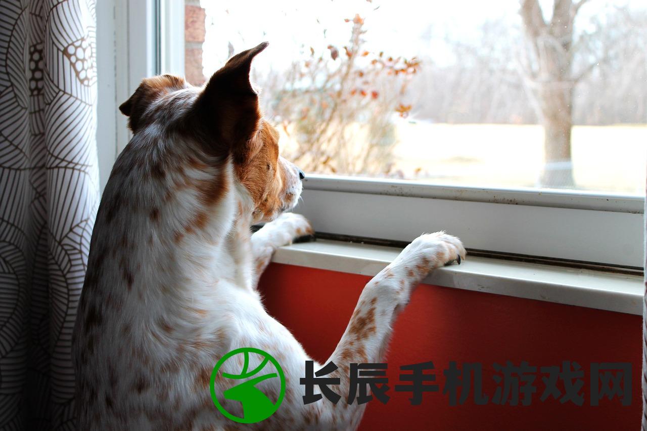 探寻2024澳门正版猛虎报资料：最新猛虎预测与分析大揭秘