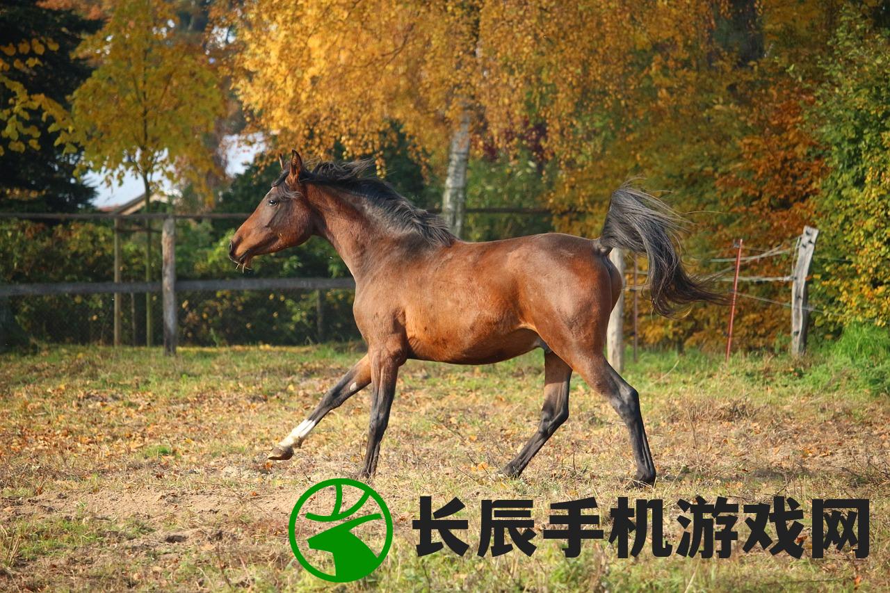 2024年管家婆的马资料：了解未来马匹竞赛资讯及赛事预测
