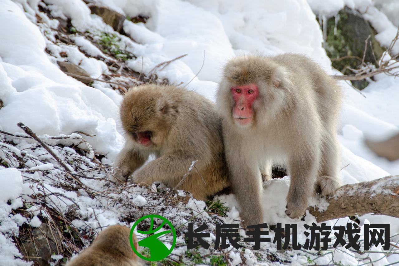 降神计划最忌三个属相：猪、猴、蛇，必须小心应对