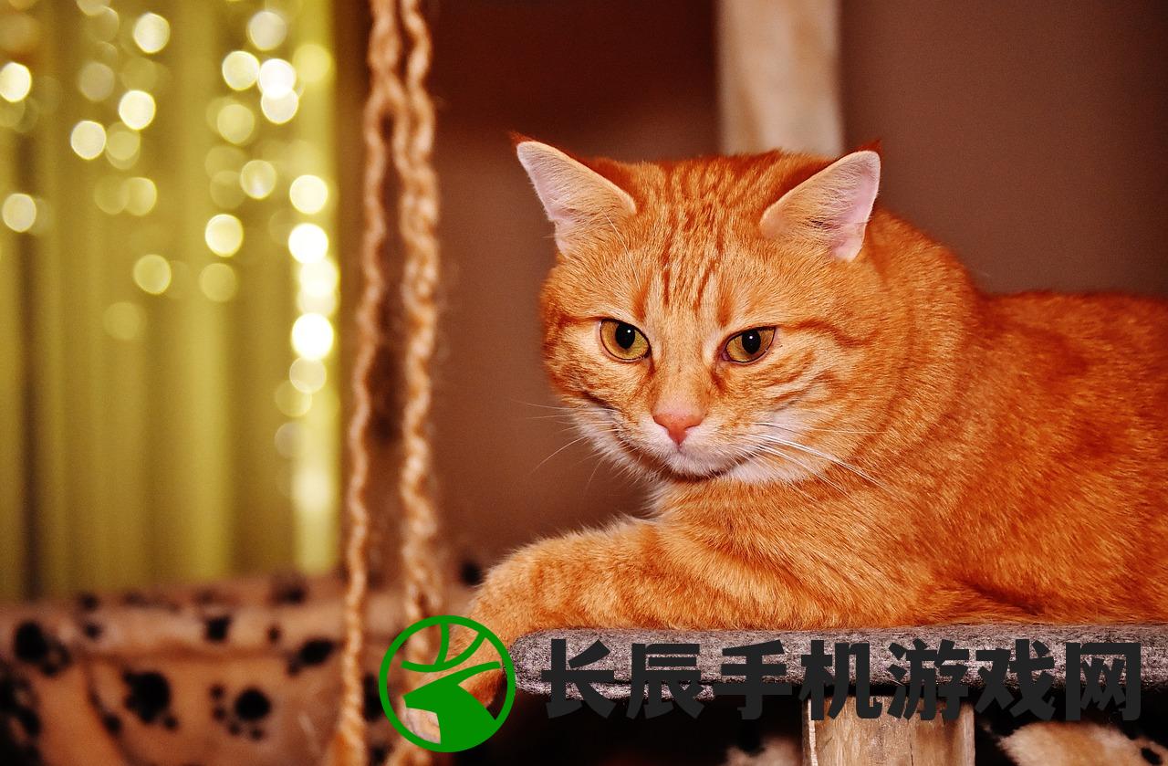 (猫灵相册同人图)猫灵相册与凹凸世界是否存在联系？