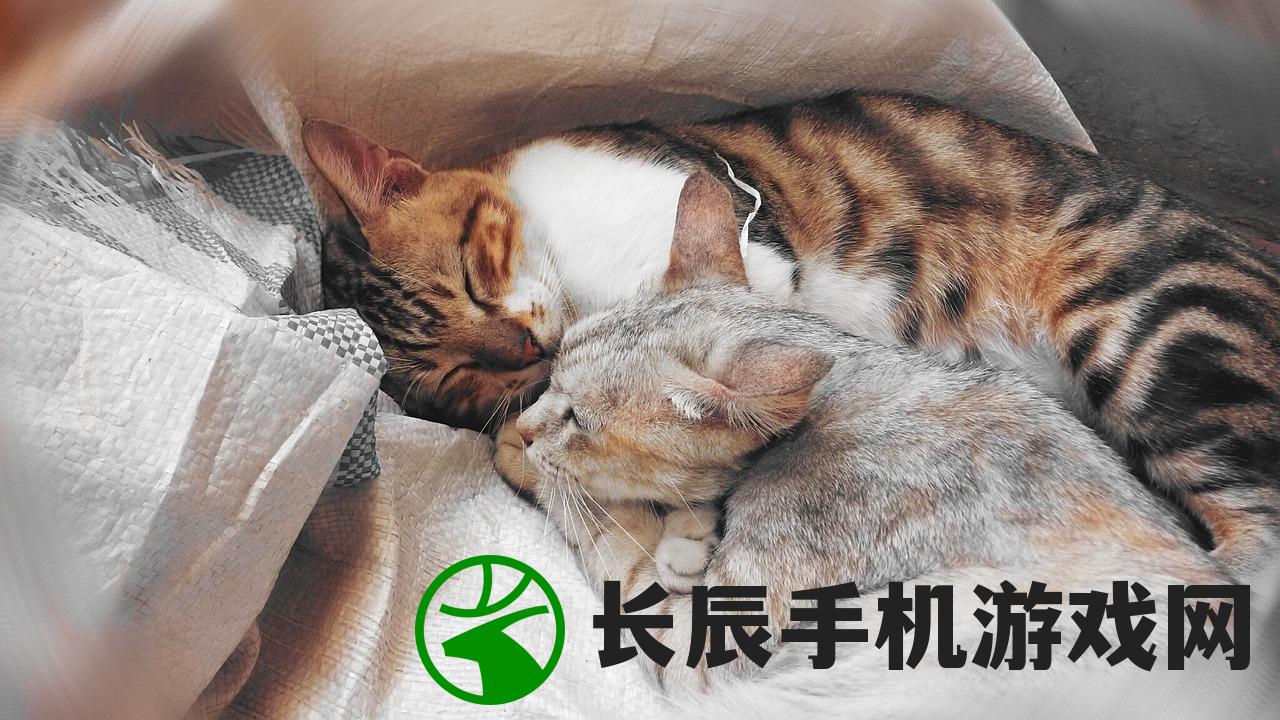 (天冷猫咪变得不精神)小猫天冷了没精神是什么症状？如何判断猫咪出现不同情况？