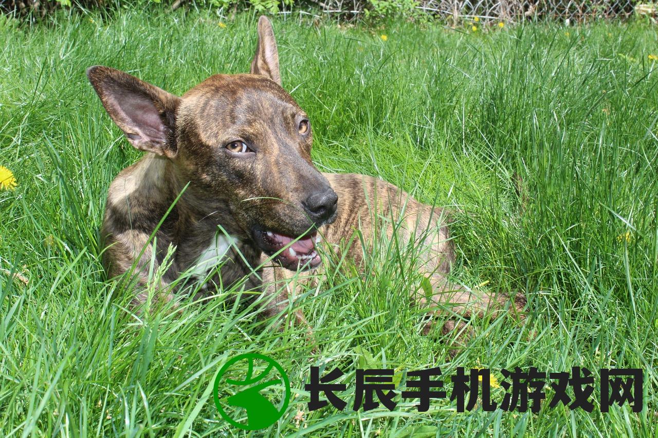 (澳彩龙门客栈资料库)澳门正版资料大全龙门客栈|探索澳门魅力与文化风情_顶级款.5.541