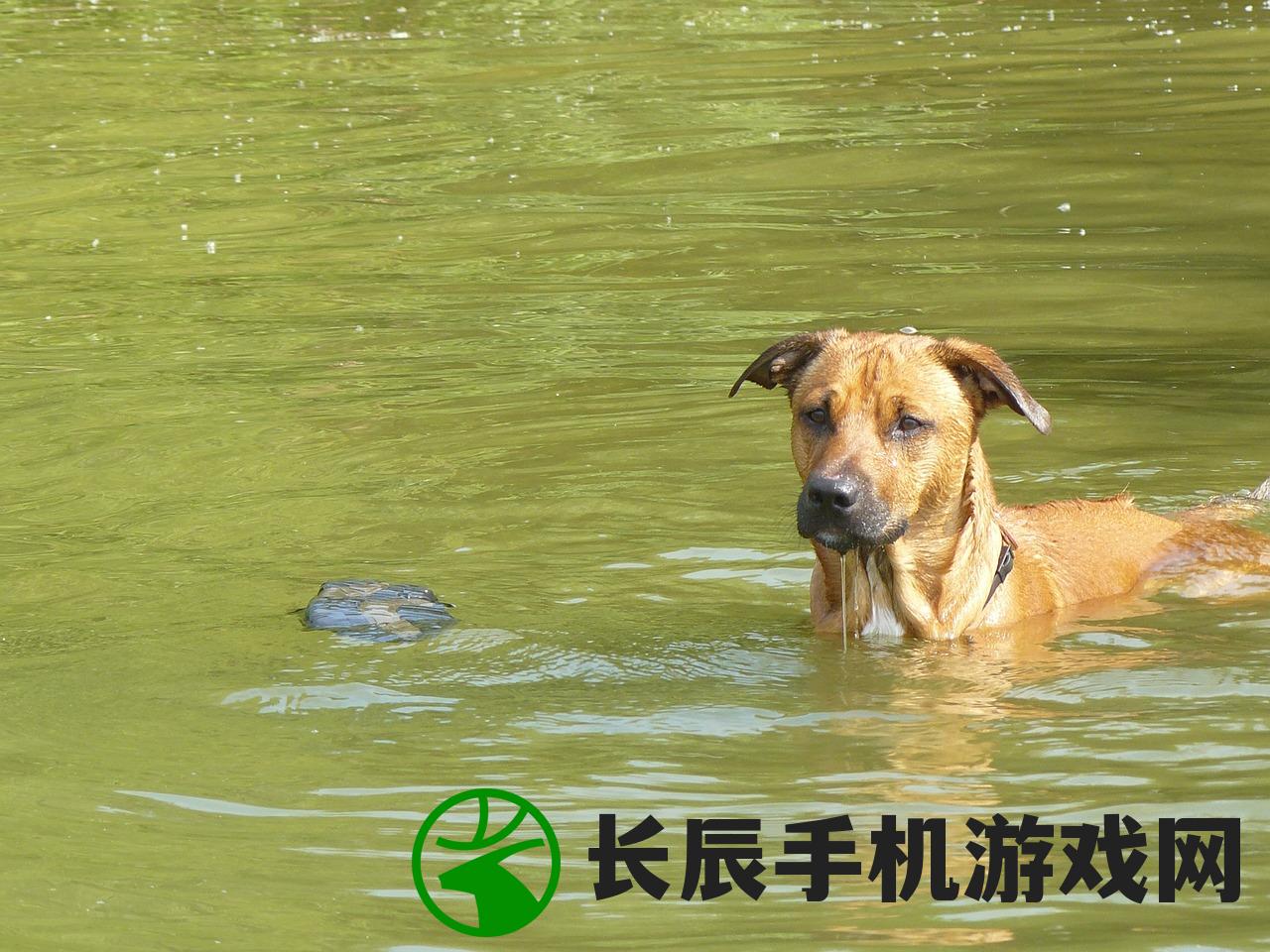 (挂江湖下载)挂江湖冒险射击闯关手游攻略大全及常见问题解答