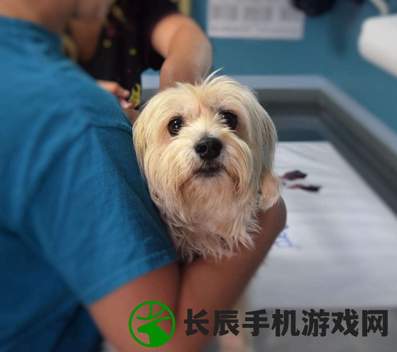 (番禺区宠物医院在什么地方)番禺区全新设立的宠物医院，为您的宠物健康护航