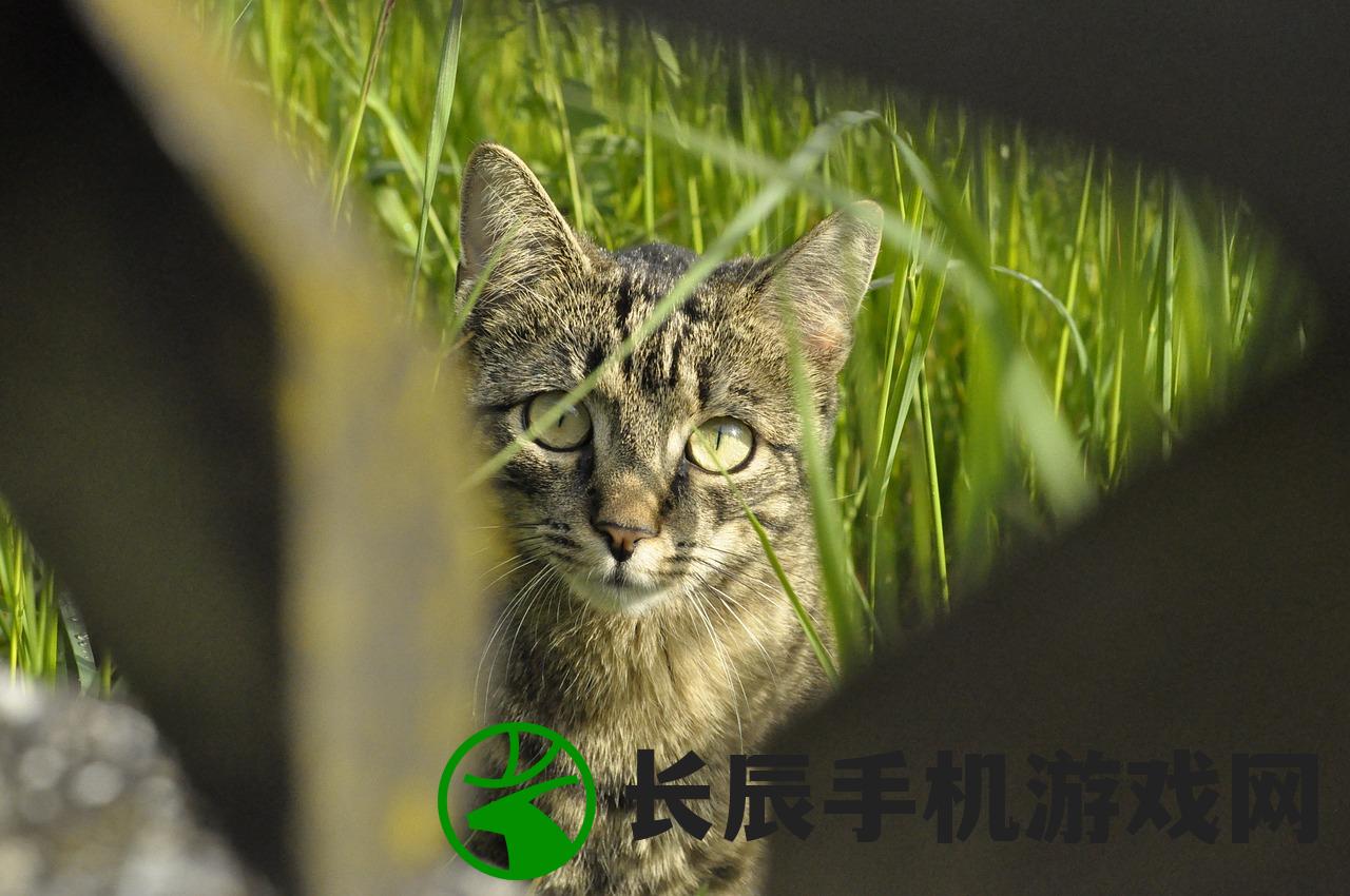 在茂密的森林中，猎人潜伏等待，最终迎来了"猎物落网，丰收在旦"。