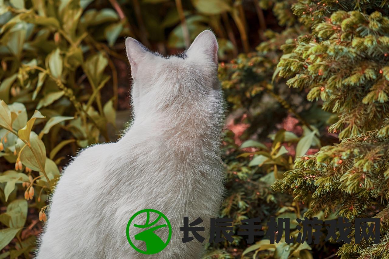 (厦门电脑城招聘信息)厦门电脑城招聘热潮，职业机遇与挑战并存