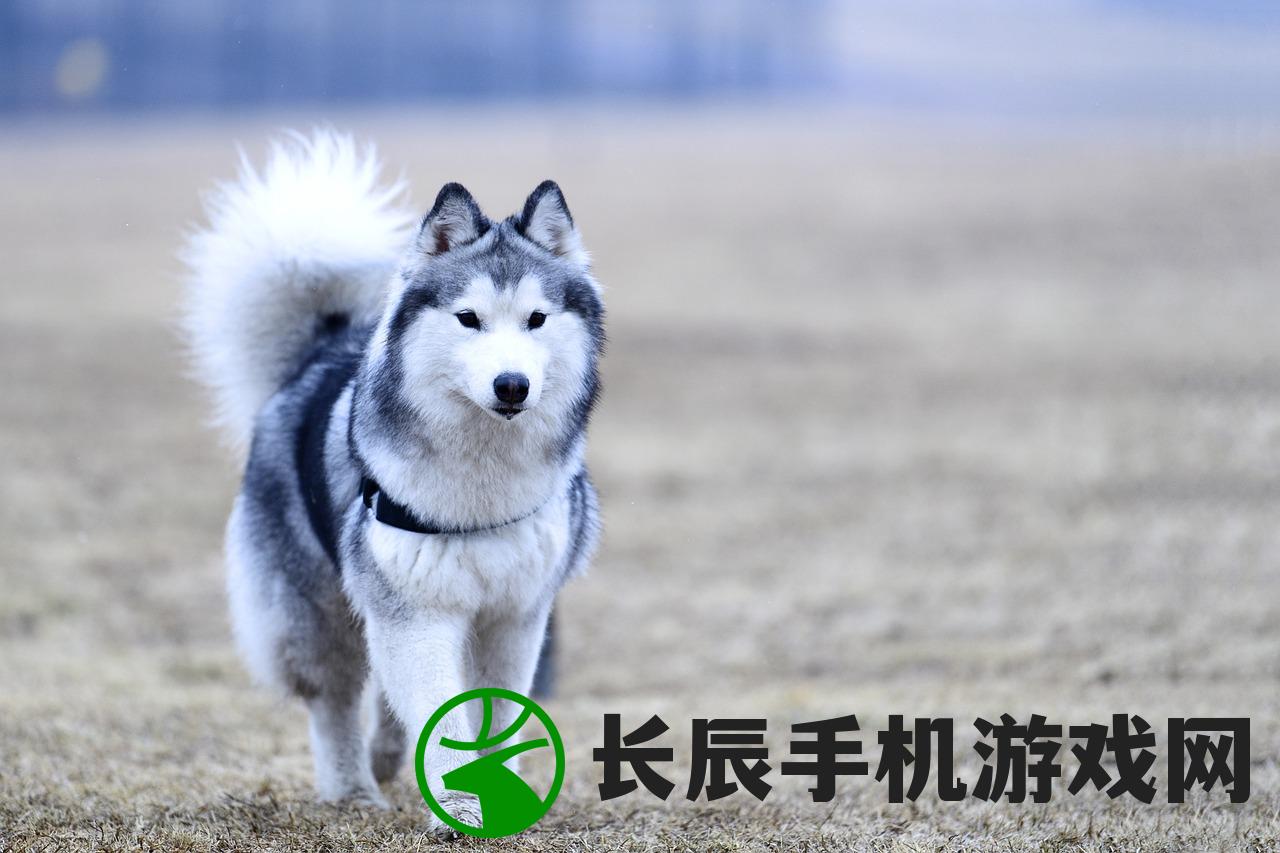 (小说主角叫赵无双)无双帝国赵祈安，免费阅读的魅力与深度探索