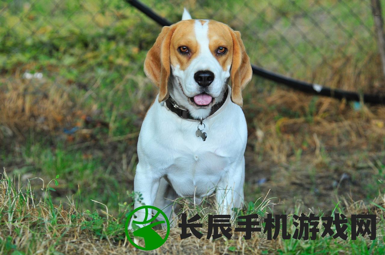 (大话仙境攻略大全)大话仙境攻略大全及常见问题解答