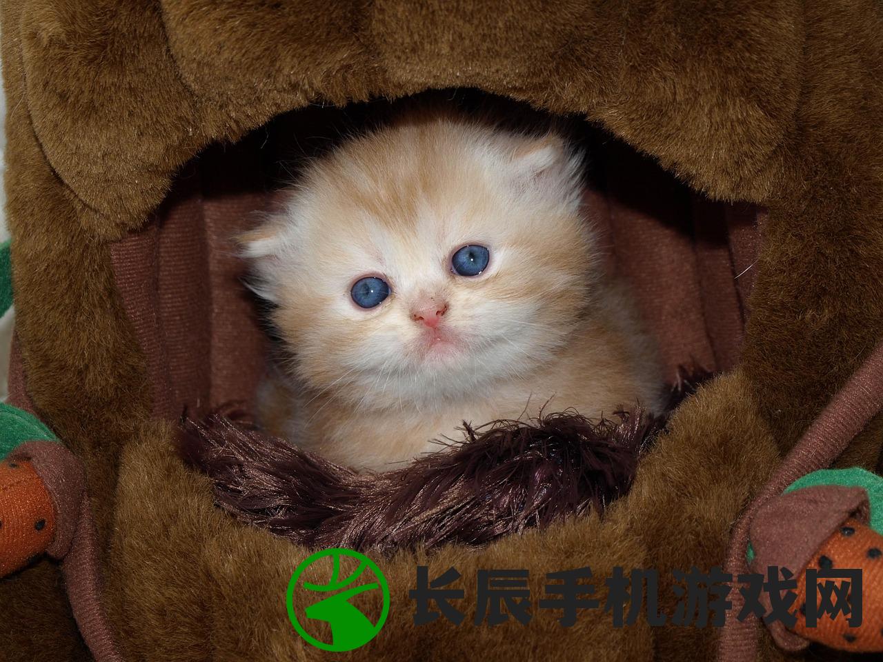 (CBA英雄)CBA英雄，篮球场上的荣耀与传奇