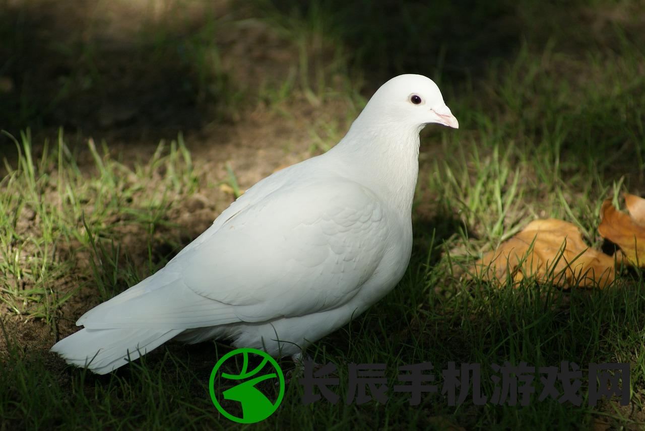 (巧克力恐怖片有哪些)巧克力与恐怖片的完美结合，一种独特的电影体验