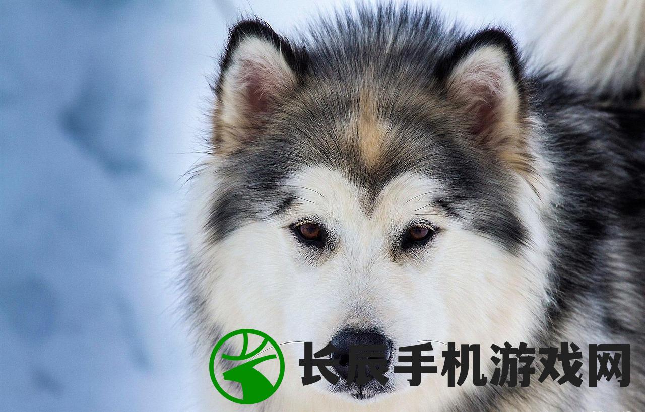 (大明无双朱允熥赵宁儿 暴雪5)大明无双，朱允熥与赵宁儿的传奇故事