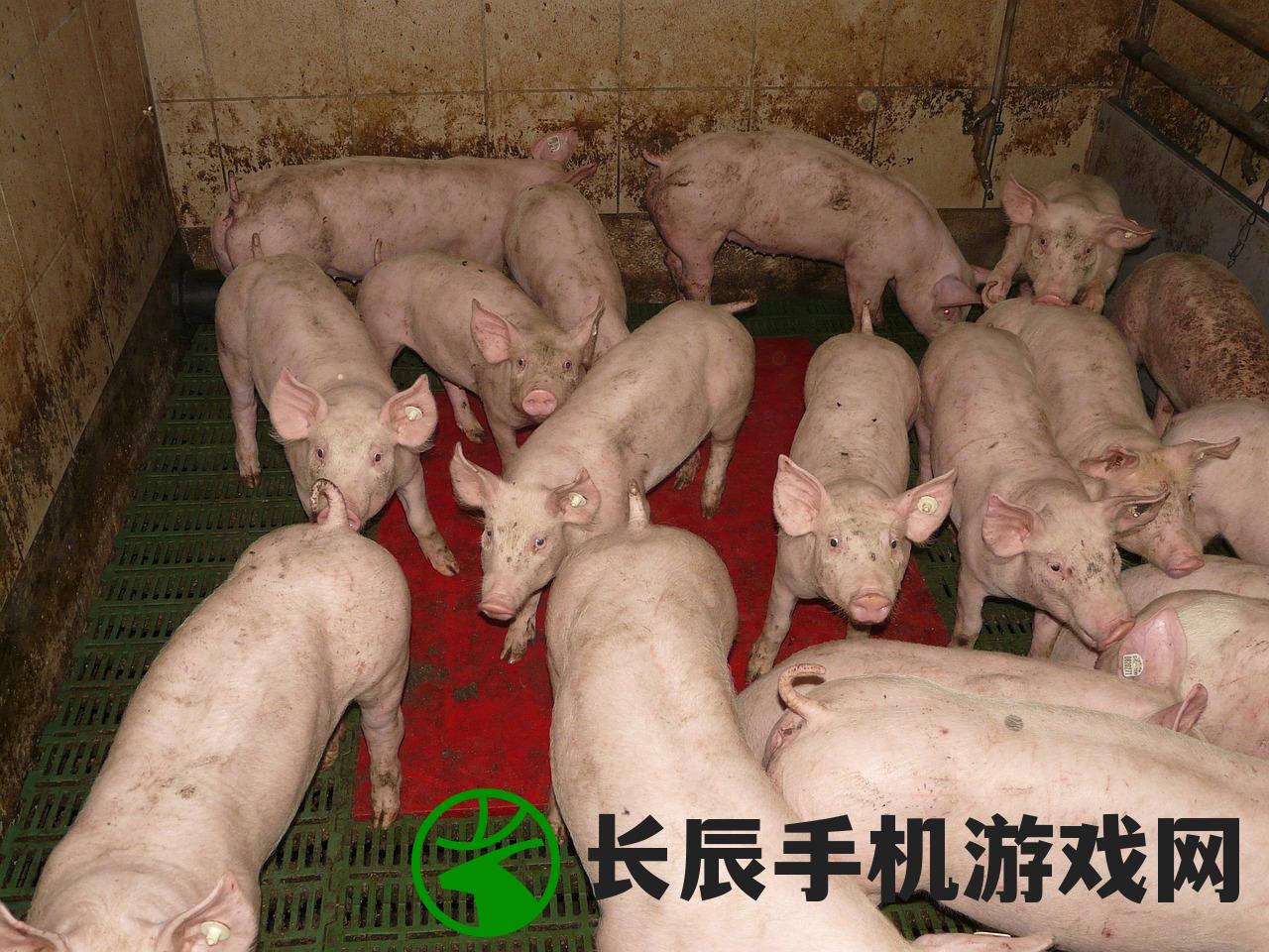 (赛尔达狐狸)狐尔达之魂游戏，深度探索与常见问题解答