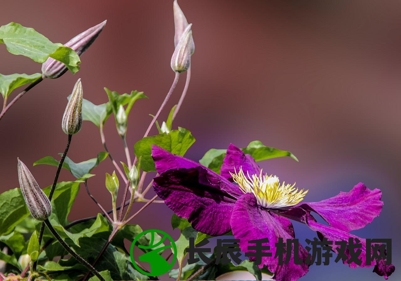(代号zzgs官网)代号ZZGS 1.0版本，深度解析与前瞻