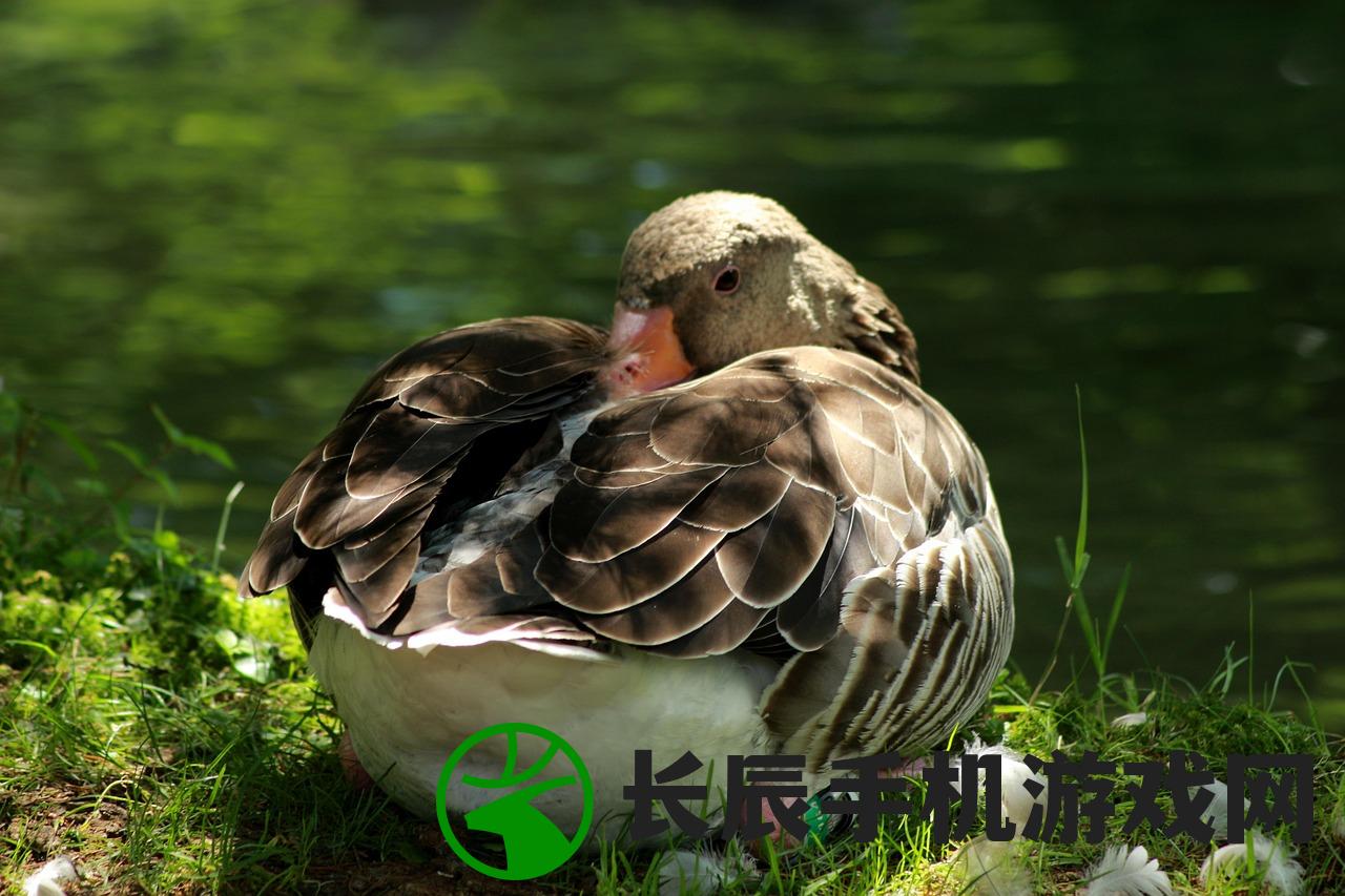(梦想宠物店by长风引路格格党)梦想宠物店，长风引路的奇幻世界