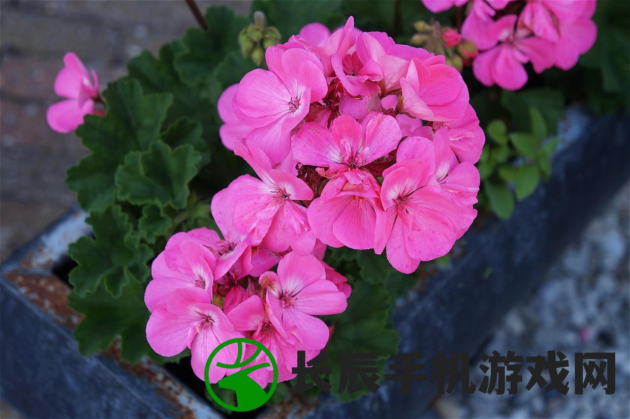 (仙禁生红药微芳不自持 张九龄)仙禁生红药，微芳不自持的深邃意境