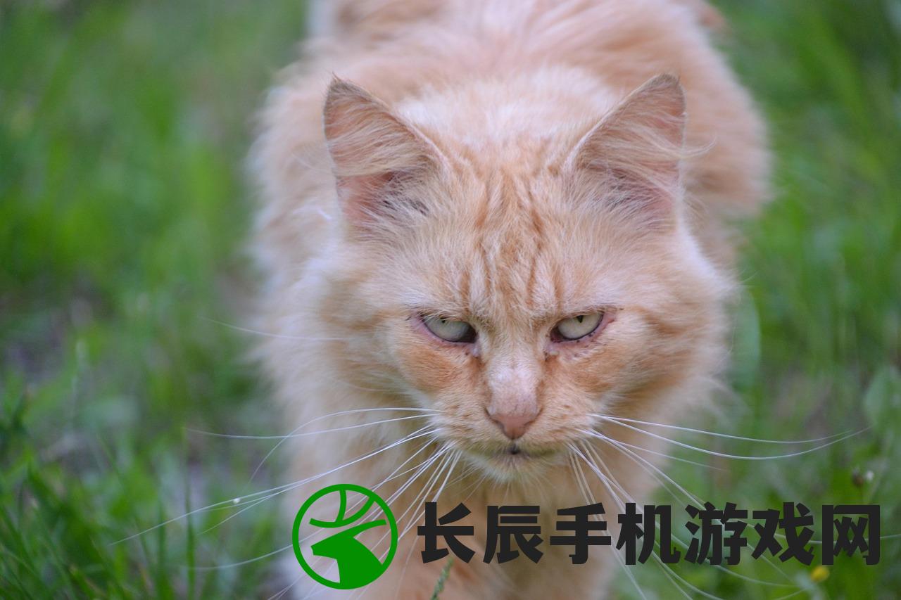 (幽游白书武术会手游阵容推荐)幽游白书武术会全面攻略及常见问题解答