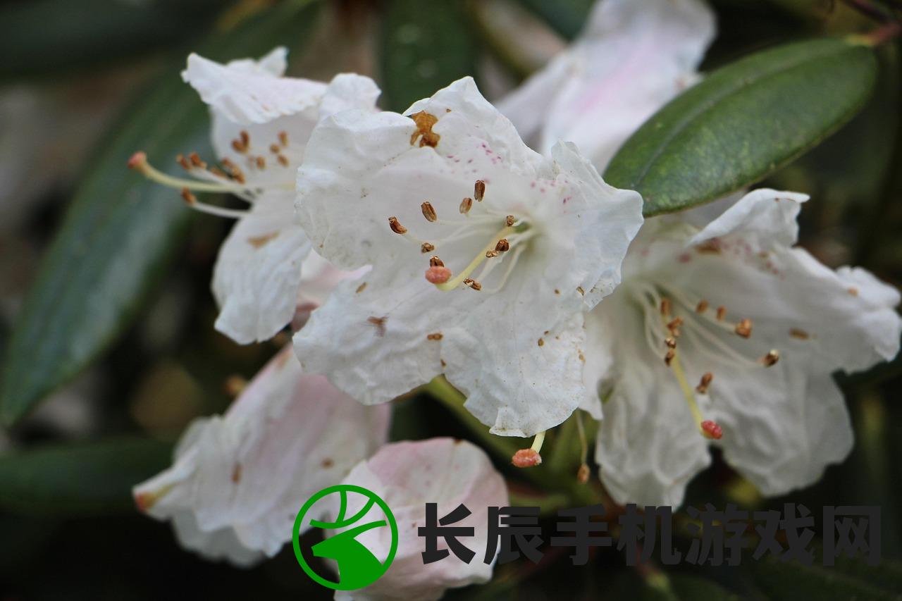 (诛神乾坤传奇手游官网下载)诛神乾坤传奇，探索神秘世界的奥秘与传奇