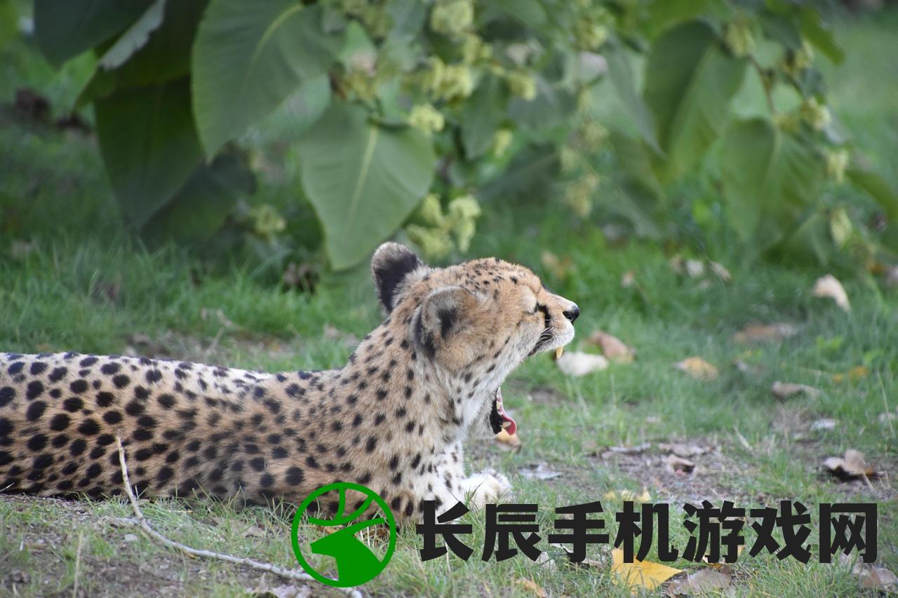 神觉者玫瑰女王阿比盖尔中文版，深度解析与常见问答