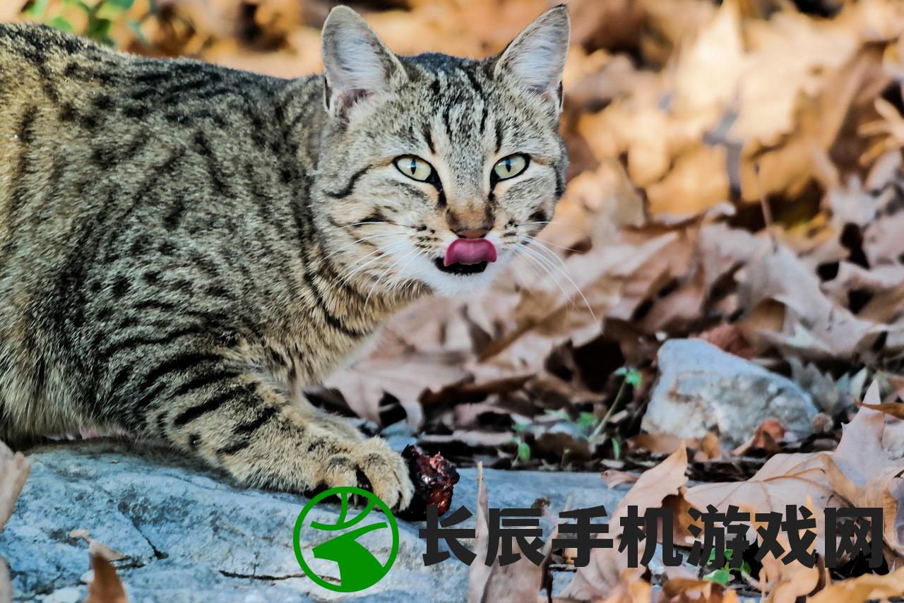 (暴走战姬另外一个名字怎么改)暴走战姬，深藏不露的别名背后的故事