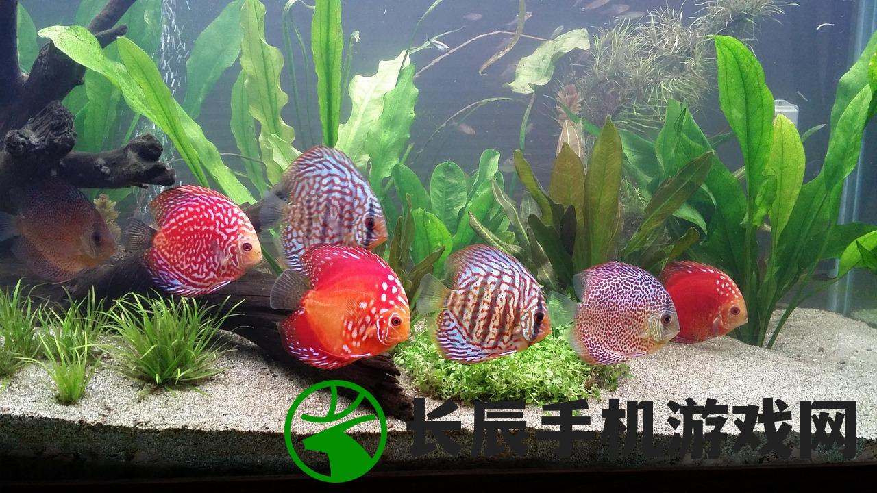 (流浪守护者的尊严是什么)流浪守护者的尊严，责任与荣耀的交织