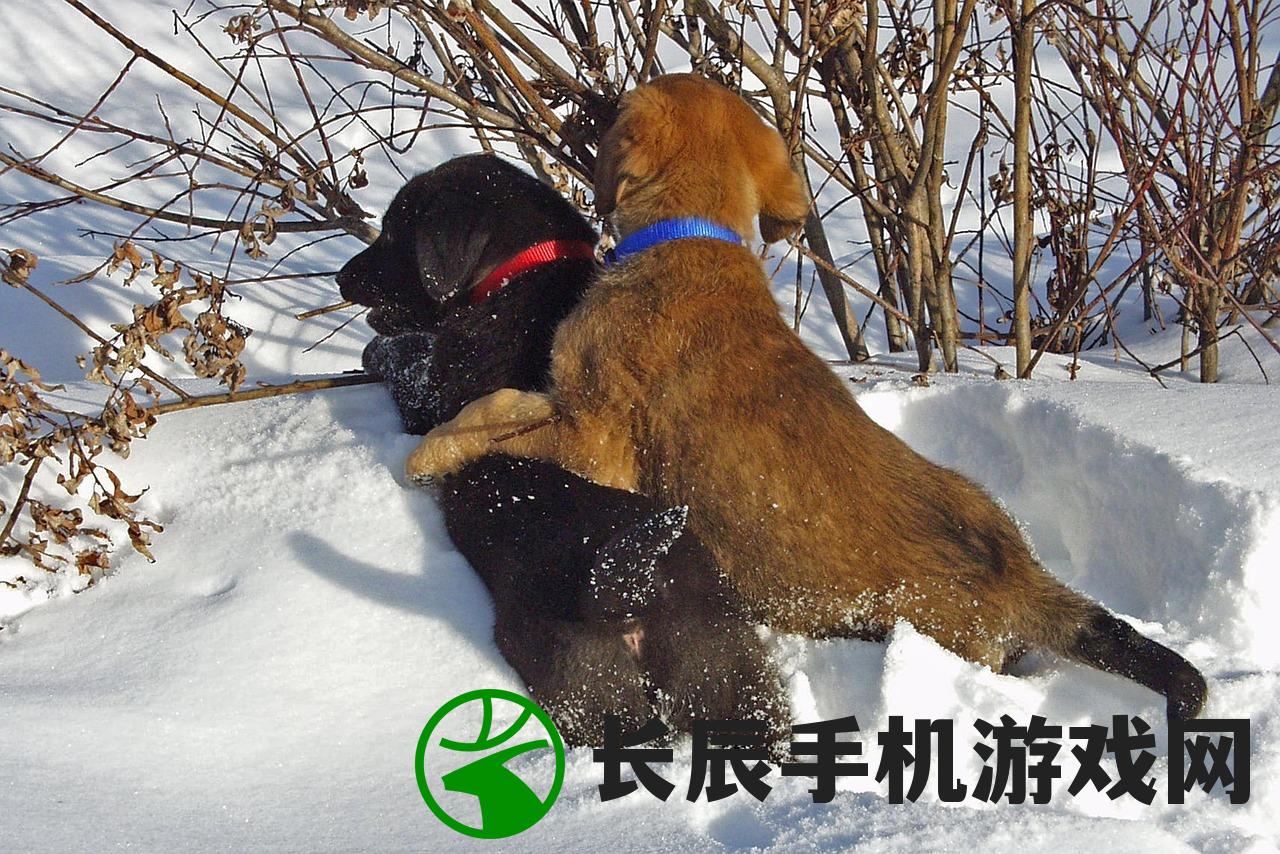 (喵喵村攻略)喵喵岛的神秘之旅，探索未知地理位置