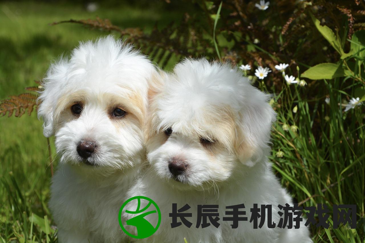 甜狗模拟器，葱葱结局是分手吗？深度解析与探讨