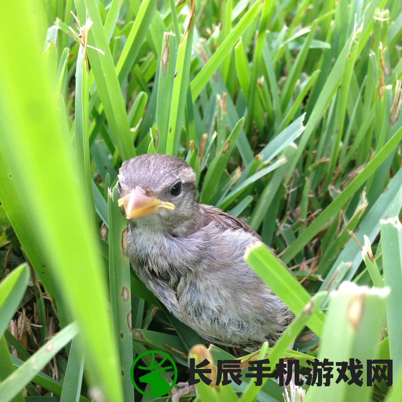 (愤怒的小鸟2小鸟解锁攻略图)愤怒的小鸟2小鸟解锁攻略详解及常见问题解答
