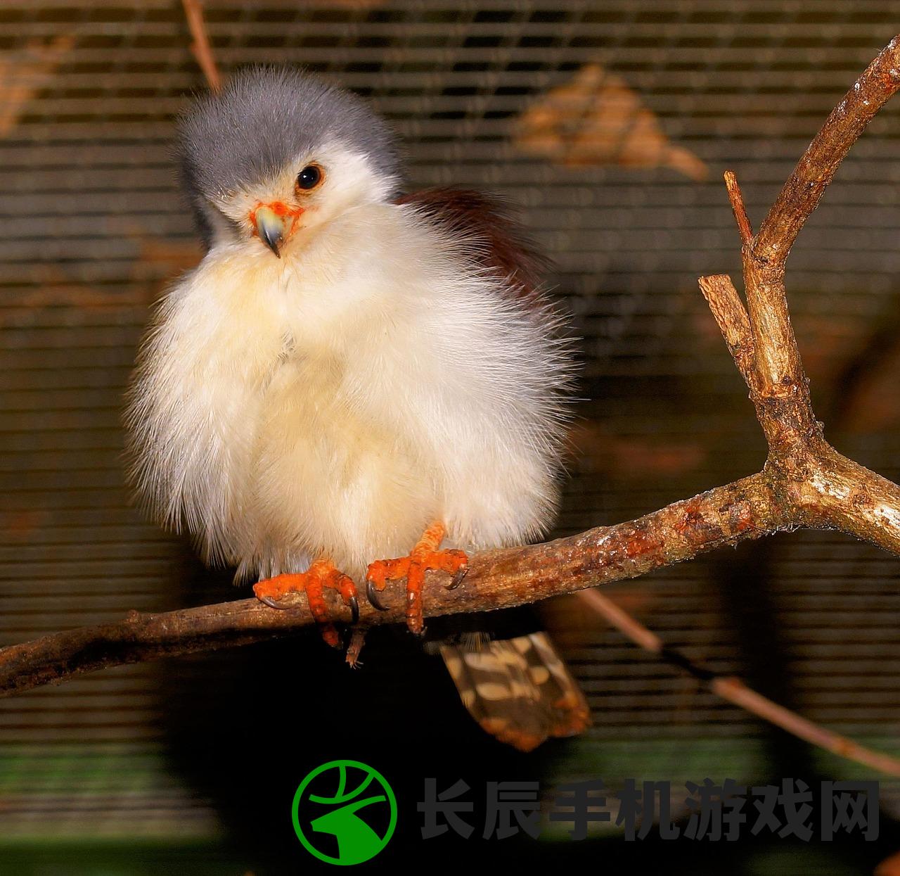 (愤怒的小鸟2小鸟解锁攻略图)愤怒的小鸟2小鸟解锁攻略详解及常见问题解答