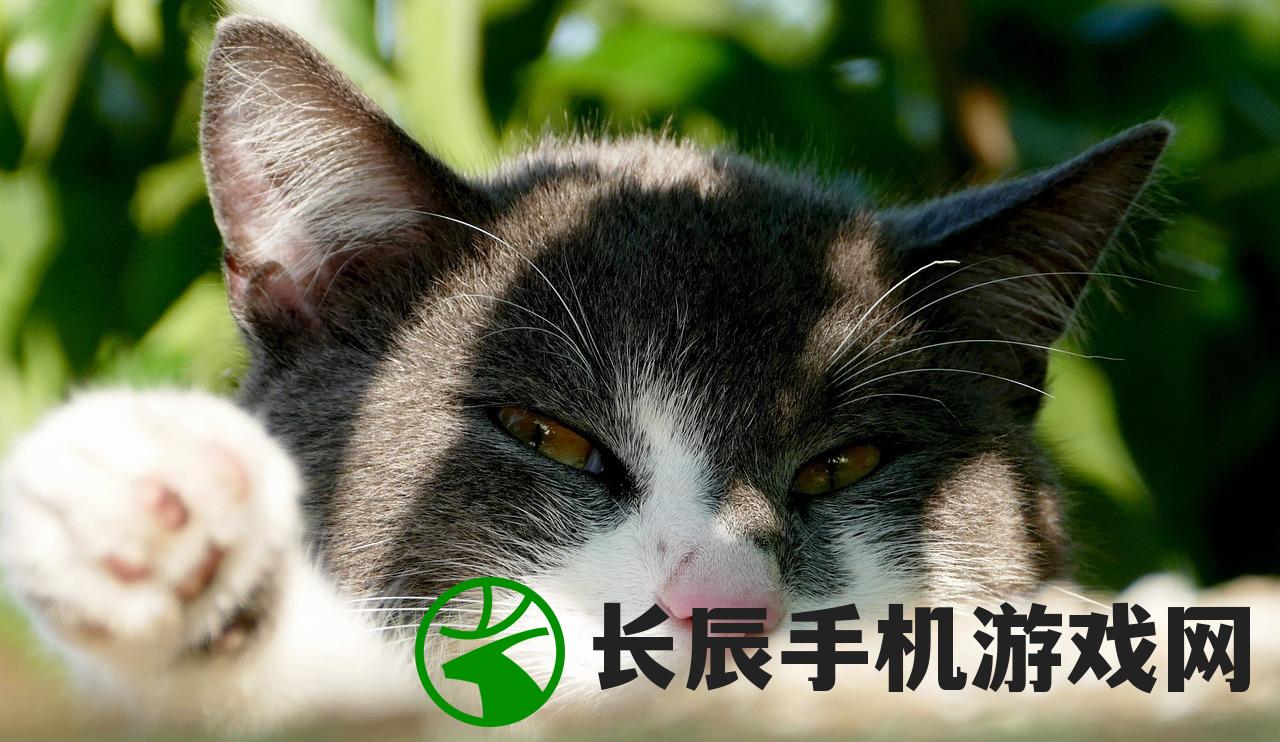 (路遇野生东北虎)遇见野生东北虎应该怎么办？应对指南与常见问答解析