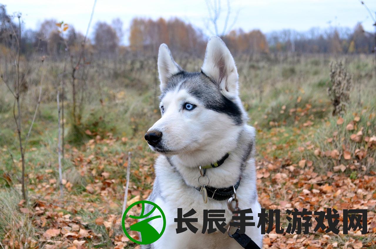 (路遇野生东北虎)遇见野生东北虎应该怎么办？应对指南与常见问答解析