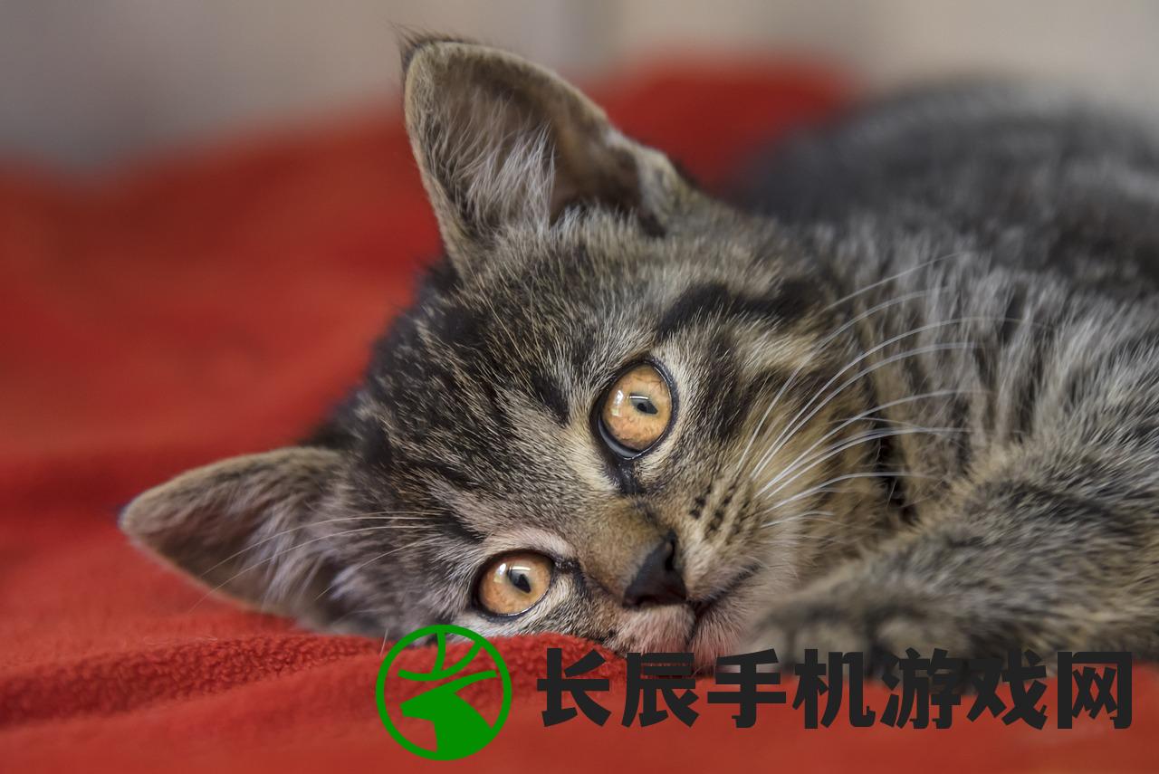 猫宅日记最新版下载：一窥无忧猫咪生活的点滴趣事和日常点点滴滴