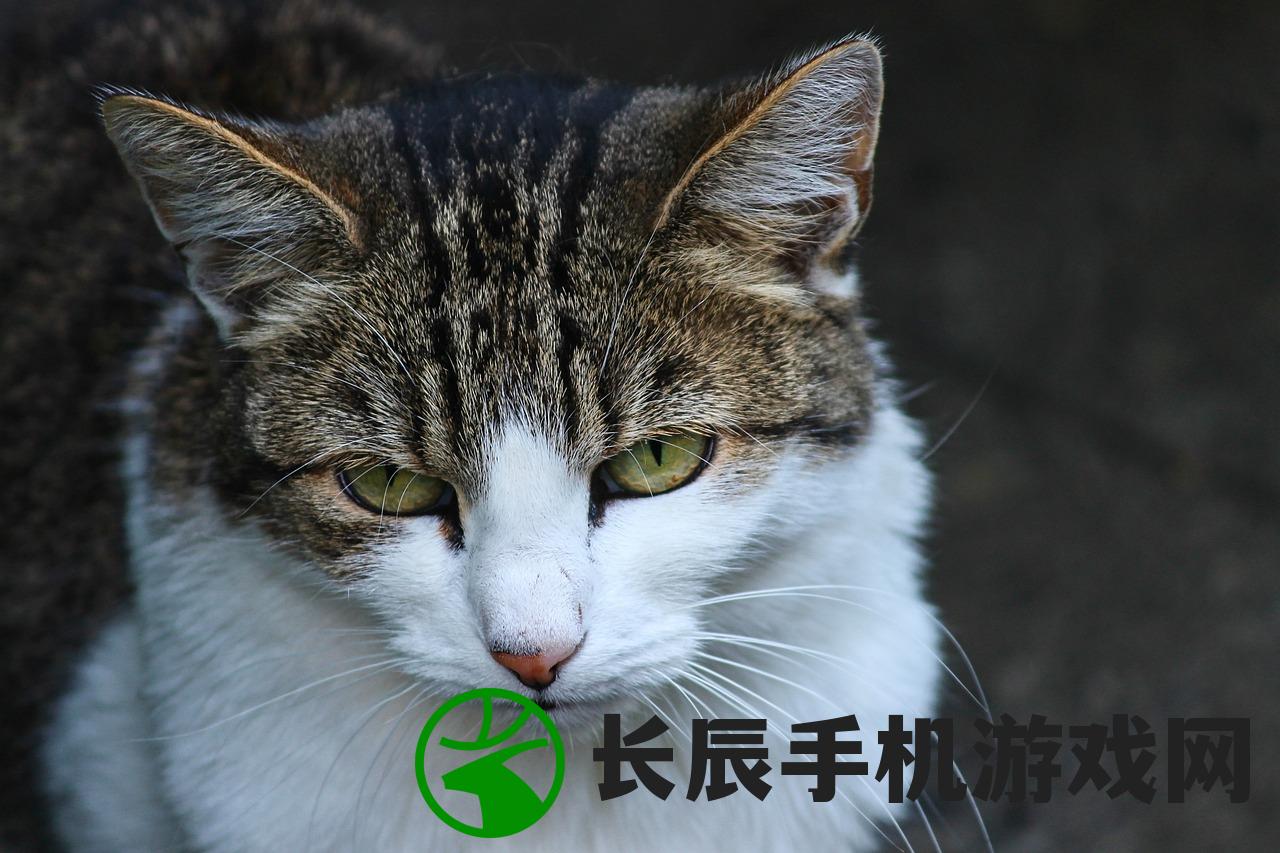 (猫和香水)探讨花与香水与猫种子成熟时间的神秘奥秘